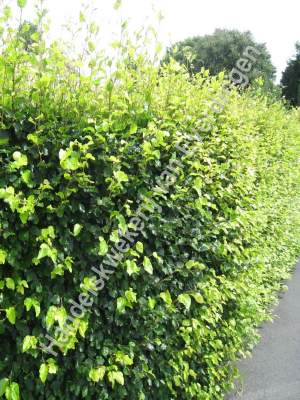 Fagus sylvatica, groene beukenhaag