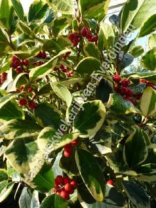 Ilex Golden king, bonte hulst