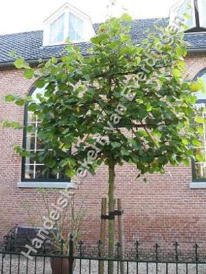 Tilia europaea pallida