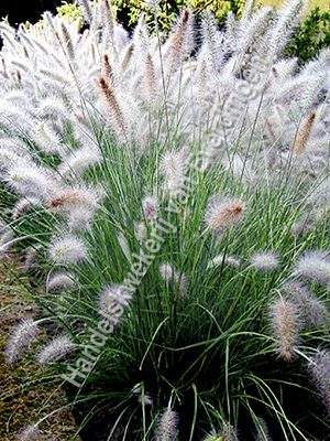 Pennisetum hameln, Siergrassen