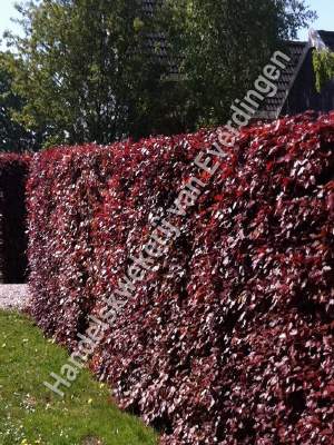 rode beuk, Fagus sylvatica atropunicea