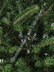 Abies fraseri, fraser spar