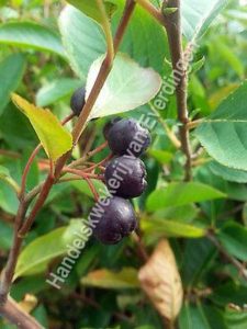 Aronia melanocarpa, zwarte appelbes