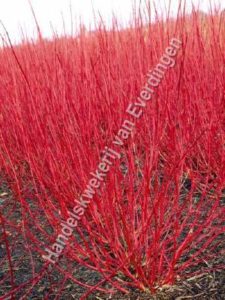 Cornus alba siberica, witte kornoelje