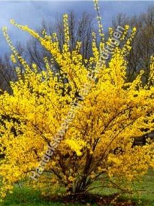 Forsythia intermedia spectabilis, Chinees klokje