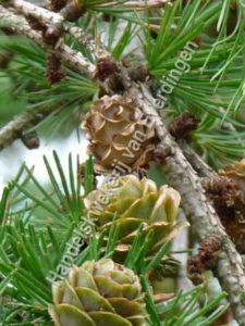 Larix kaempferi, Japanse Lork
