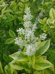 Ligustrum ovalifolium aureum, bladhoudende bonte liguster
