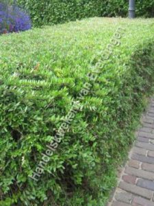 Ligustrum vulgare lodense, liguster