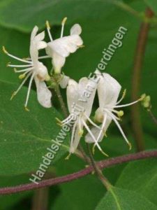 Lonicera xylosteum, Rode kamerfoelie