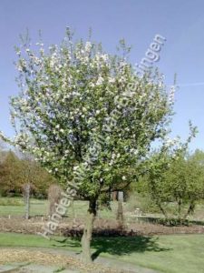 Malus sylvestris, wilde appel