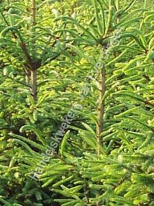 Picea abies, Fijnspar