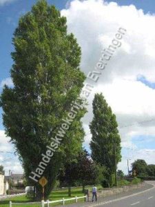 Populus nigra italica, italiaanse populier