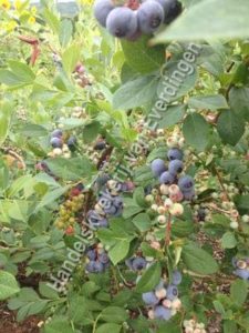 Prunus spinosa, sleedoorn
