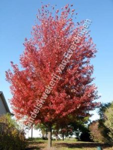 Quercus rubra, Amerikaanse eik