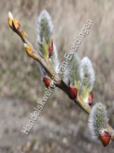 Salix caprea, bos wilg