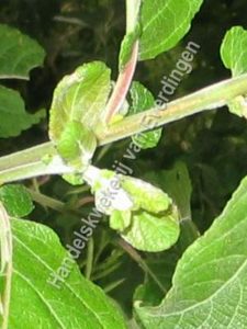 Salix aurita, geoorde wilg