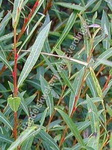 Salix purpurea nana bitterige wilg