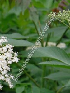Sambucus nigra, Gewone vlier