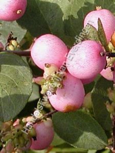 Symphonicarpus magic berry, Sneeuwbes roze