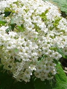 Viburnum lantana, wollige sneeuwbal