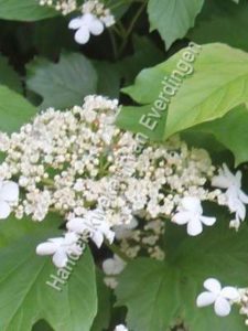 Viburnum opulus, Gelderse roos